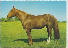 Horse postcard cute for sale  ALTON