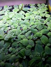 Wasserpflanze aquarienpflanze  gebraucht kaufen  Ohrdruf