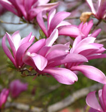 Niedrige magnolie betty gebraucht kaufen  Bad Zwischenahn