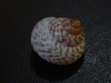 land snail Papuina admiralitatis 24.4mm F+++/GEM  zebra pattern "from Papua New for sale  Shipping to South Africa