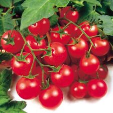 Tomato cherry gardeners for sale  KEIGHLEY