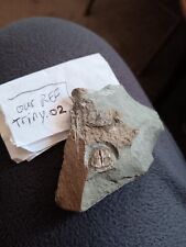 British trilobite fossil for sale  WHITCHURCH