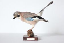 Taxidermy-hunting-chasse-präparat- Eurasian Jay with permit, used for sale  Shipping to South Africa