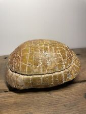 Fossile tortue stylemys d'occasion  Orleans-
