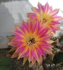  Tricho echinopsis lobivia ""SA 69"" hybrid astrophytum ariocarpus rare  for sale  Shipping to South Africa