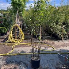 Black bamboo plants for sale  BROADWAY