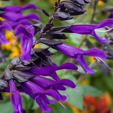 Salvia amistad rhs for sale  MARCH