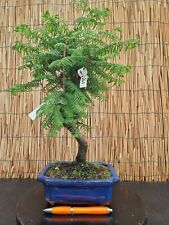 Bonsai metasequoia 47cm usato  Cornate D Adda