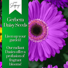 Gerbera daisy seeds for sale  Meridian