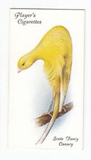 Scots fancy canary d'occasion  Expédié en Belgium