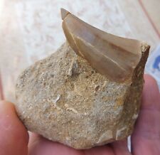 Mosasaur tooth cretaceous for sale  BURGESS HILL