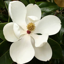 Magnolia grandiflora gloriosa d'occasion  Pouzauges