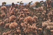 Brown cotton gossypium for sale  Bois D Arc