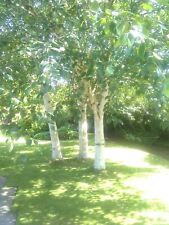 Betula ermanii erman for sale  LOSSIEMOUTH