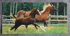 Postkarte araber pferd gebraucht kaufen  Limburg