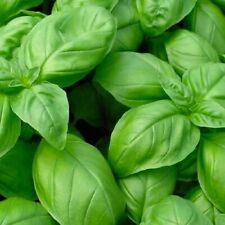 Genovese basil seeds for sale  Minneapolis