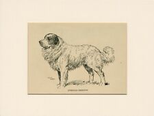 PYRENEAN MOUNTAIN DOG OLD ANTIQUE ART PRINT FROM 1912 by ARTHUR WARDLE MOUNTED for sale  COLEFORD