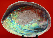 Large decorative abalone for sale  CARDIFF