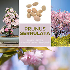 Semi bonsai - ciliegia ornamentale giapponese / ciliegio in fiore 10 pezzi Prunus serrulata usato  Spedire a Italy