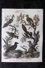 Rees c1810 bird for sale  UK