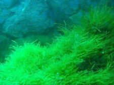 Quellmoos grüne unterwasserpf gebraucht kaufen  Kaiserslautern