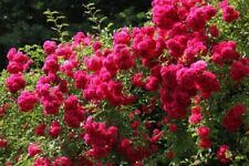 Rosa rampicante rossa usato  Cirie