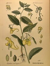 Impatiens noli tangere balsaminaceae spring herb lithography antique botanic flower for sale  Shipping to South Africa
