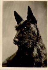 10143111 scottish terrier gebraucht kaufen  Deutschland