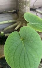 Plants piper auritum for sale  Panama City