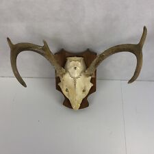 VTG 6Pt Deer Antler Trophy Mount Wood Plaque Man Cave Taxidermy NY Whitetail 70s for sale  Shipping to South Africa