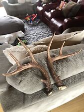 Antlers whitetail deer for sale  Bigfork
