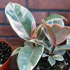 house plant rubber plant for sale  Homestead