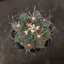 I34*: Thelocactus heterochromus for sale  Shipping to South Africa