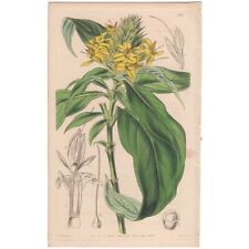 Used, Curtis Botanical Magazine antique 1844 h/c engraving 4113 Yellow Barleria for sale  Shipping to South Africa