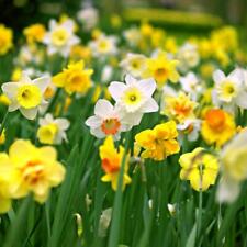 100 mix daffodil for sale  BIRMINGHAM