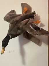 Flying mallard duck for sale  Windber