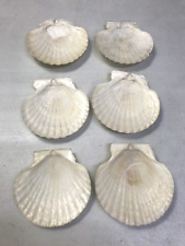 Set clam scallop for sale  El Dorado