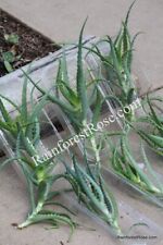 Small cuttings organic for sale  New York