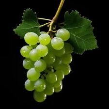 Bio vitis vinifera gebraucht kaufen  Moormerland