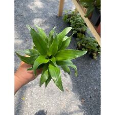 Dracaena dragon tree for sale  Barnesville