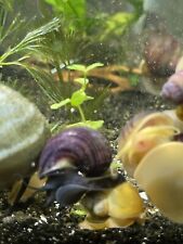 Assorted mystery snails for sale  Blairsville