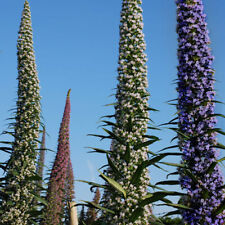 Echium pininana mixed for sale  GREENOCK