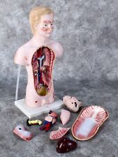 Medical anatomical human for sale  Shipping to Ireland