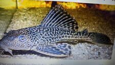 fish plecostomus for sale  Naples