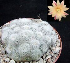 Rebutia striped peach for sale  EASTBOURNE