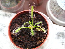 Semi semi drosera usato  Castel Bolognese