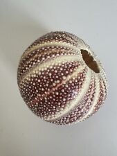 Sea urchin shell for sale  BRISTOL
