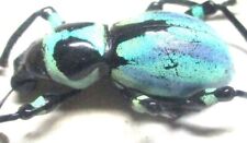 U003 Q | EL : Pachyrrhynchus species? male 16.5mm A- NEW!!!!!!!!!!! for sale  Shipping to South Africa