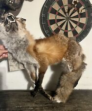 Red fox taxidermy for sale  New York