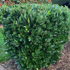 Suttons bay laurus for sale  UK